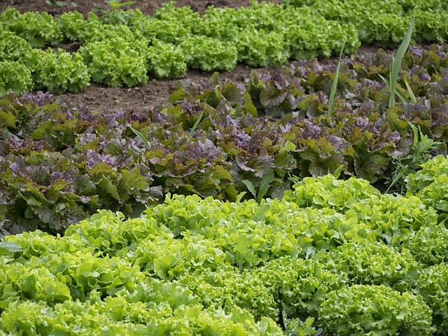 raised garden bed with older gardener tending vegetables comfortably
